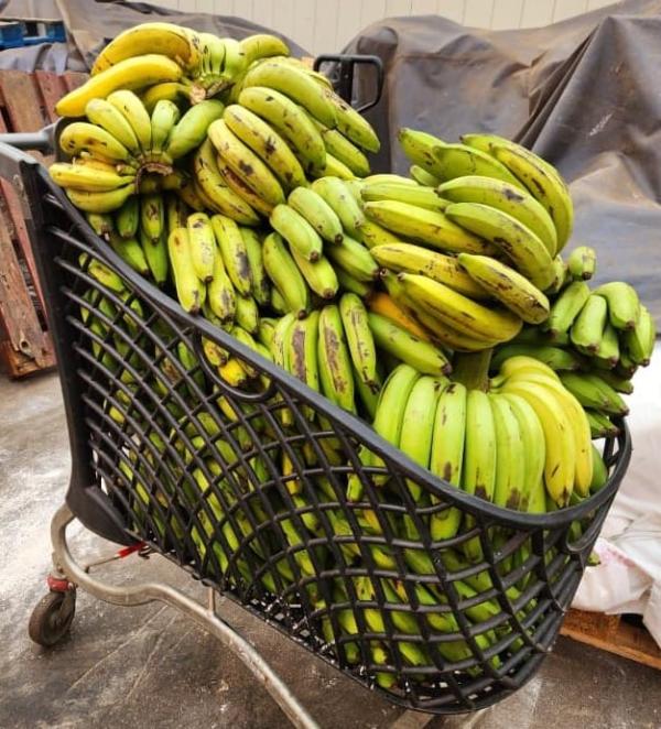  Offre Banane Douce Bio Du Cameroun - fruits et légumes offre banane douce premium ( bio) du cameroun. sans engrais sans pesticides. pas s&eacute;rieux ne pas d&eacute;ranger !