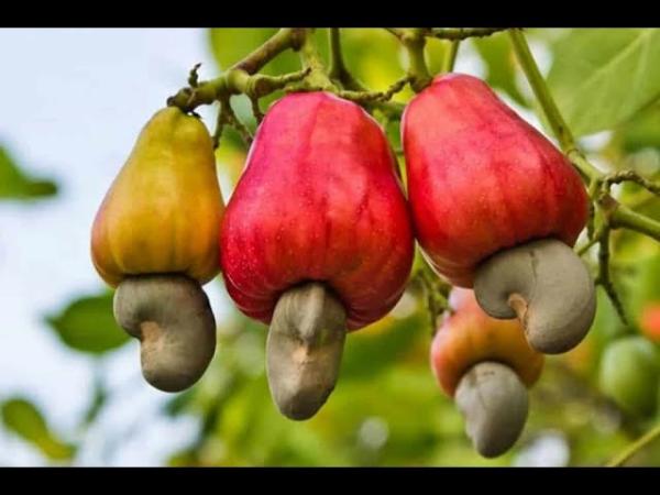  Noix De Cajou - matiere vegetale nous disposons de 1000 tonnes de cajou brut &eacute;cotem fob port d'abidjan le client doit venir de l3exterieur