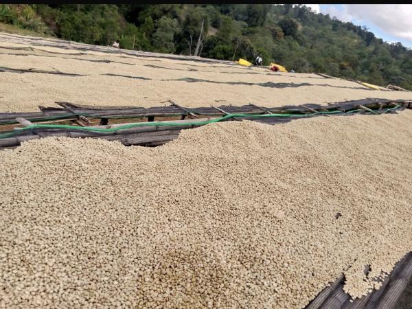  Recherche Des Clients Pour Le Café - café cacao thé madame monsieur nous avons le plaisir de vous informer de la disponibilit&eacute; de caf&eacute; vert &eacute;thiopien de haute qualit&eacute; provenant des r&eacute;gions renomm&eacute;es de yirgacheffe guji et sidamo. notre offre comprend • grade a yirgacheffe guji sidamo • grade