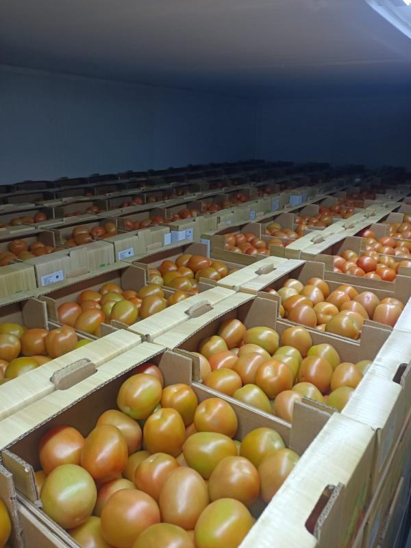  Tomates Pai Pai De La Tunisie - fruits et légumes nous faisons le conditionnement et l'exportation de tomates pai pai qualit&eacute; premium certificat phytosanitaire emballage carton prix concurrentiel veuillez nous contacter 