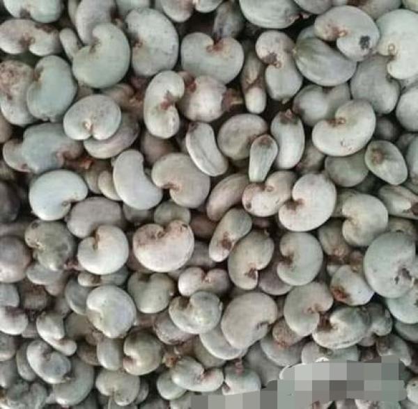  Raw Cashew Nut - fruits secs et graines grillées nous avons 5000 tonnes de noix de cajou brute en stock origine c&ocirc;te d'ivoire qualit&eacute; ourturn 46 47 48 quantit&eacute; disponible 5000 tonnes prix fob port d'abidjan $ 1 100 la tonne usd 1 250 la tonne votre partenaire cajou de confiance