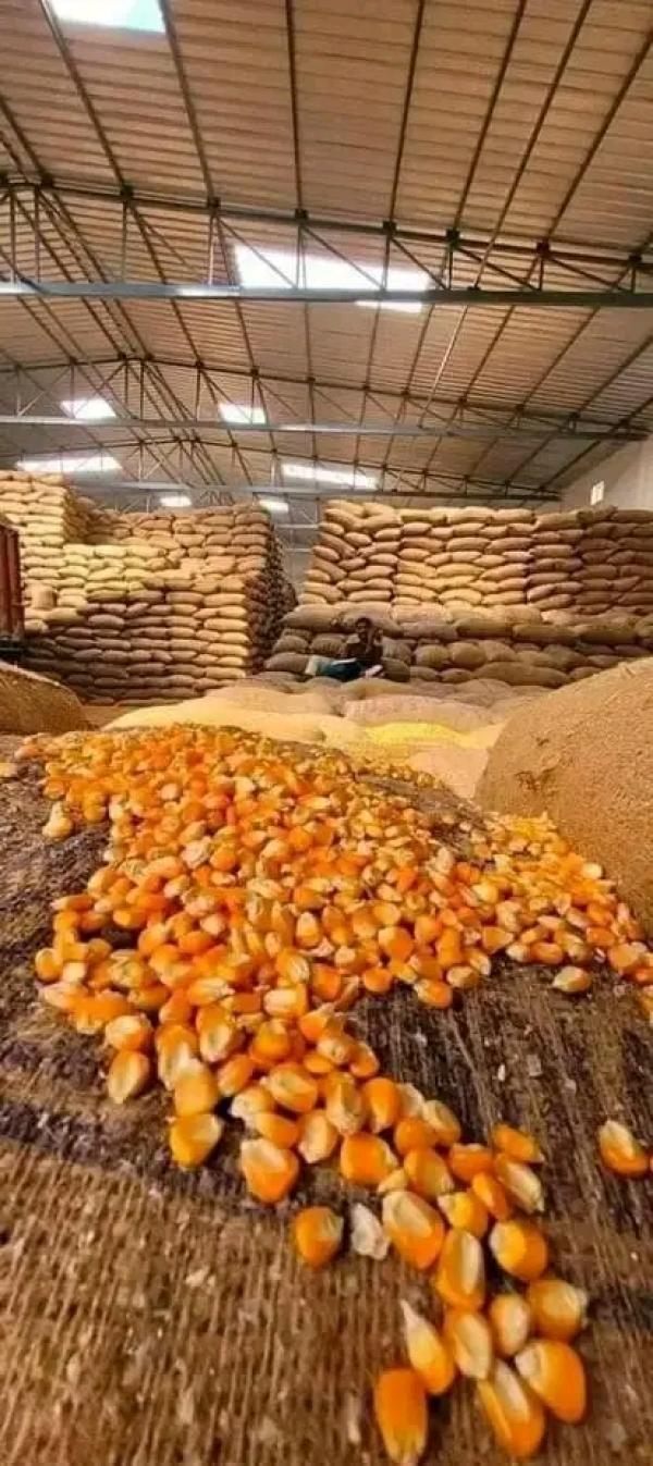  Produits Tropicaux Bénin - fruits secs et graines grillées bonsoir nous disposons du bon maïs au b&eacute;nin en grande quantit&eacute; a un bon prix 11000f le sacs de 100kg nous cherchons des partenaires s&eacute;rieux pour une bonne affaires 
