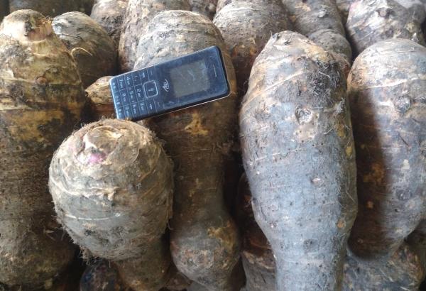  Taros De Qualité Spécialement Pour L'exportat - fruits et légumes  &agrave; tous nous tenons &agrave; remercier tous ceux qui nous ont fait confiance et nous ont pass&eacute; leurs commandes. nous vous remercions parce que si les op&eacute;rations se sont bien d&eacute;roul&eacute;es c'est aussi gr&acirc;ce &agrave; vous. bien que nos contrats viennent