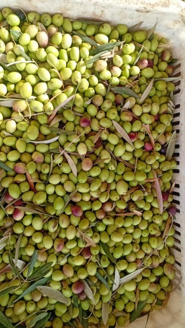  Huile Olive Bio Extra Vierge Onssa - huiles &agrave; vendre   huile d olive extra vierge bio nous proposons &agrave; la vente 6 000 litres d huile d olive extra vierge issue d olives vertes de vari&eacute;t&eacute; picholine du maroc reconnue pour sa qualit&eacute; sup&eacute;rieure et ses ar&ocirc;mes intenses. r&eacute;colte camp
