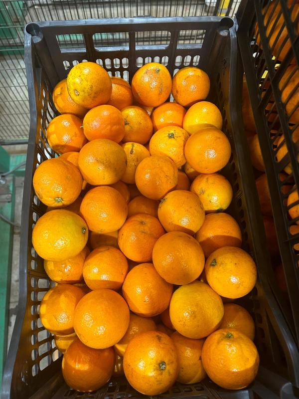 Orange Jus Valencia Late Espagne Été 2026 - fruits et légumes forts de plus de 10 ans d’exp&eacute;rience dans le commerce des fruits et l&eacute;gumes notre soci&eacute;t&eacute; met en march&eacute; pour l'&eacute;t&eacute; 2026 un important volume d’orange &agrave; jus de la vari&eacute;t&eacute; valencia late (origine espagne) en direct du producteur. cet