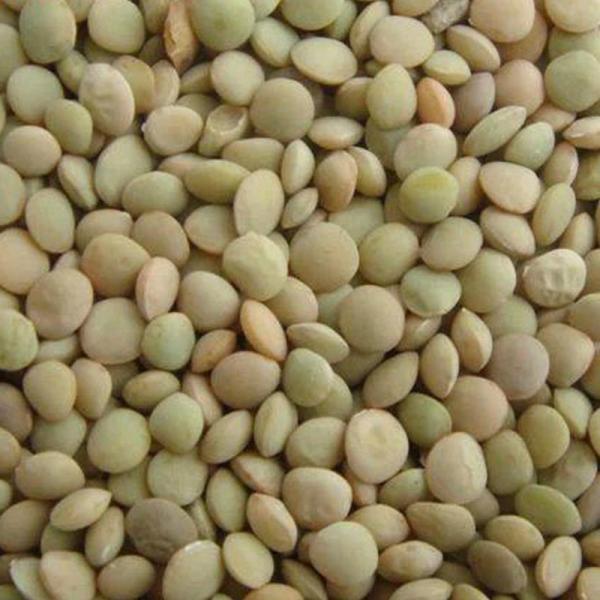  Whole Red And Split Lentils, Grade - fruits and vegetables red lentils the red footballs are also made from the whole red lentil. the skin is removed from the lentil leaving the inside portion of the seed whole (not split). the result is a beautiful intact reddish orange polished product. split red lentils or red split lentil split lentils are