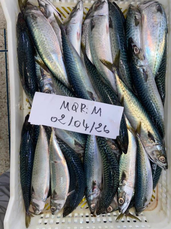  Maquereau Congelé (size M) Origine Mar - poissons nous mettons &agrave; votre disposition du maquereau entier congel&eacute; de qualit&eacute; export soigneusement trait&eacute; et conserv&eacute; pour garantir fra&icirc;cheur et valeur nutritionnelle. produit maquereau entier congel&eacute; tailles disponibles l & m origine maroc – 