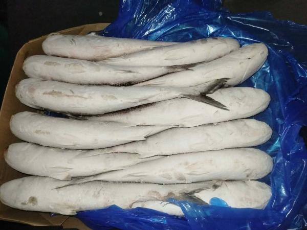  Vente Mulet Congelé Origine Maroc - poissons nous mettons &agrave; votre disposition du mulet entier congel&eacute; de qualit&eacute; export soigneusement trait&eacute; pour garantir fra&icirc;cheur et excellente conservation. produit mulet entier congel&eacute; tailles disponibles selon disponibilit&eacute; (sur demande) origine 