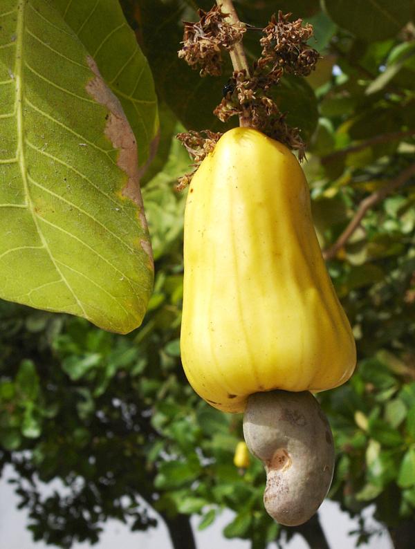  Vente Noix De Cajou Brutes Et Grillées - fruits secs et graines grillées bonsoir tout le monde! besoin de noix de cajou brutes et grill&eacute;es. pri&egrave;res de me contacter si possible. personne s&eacute;rieuse uniquement
