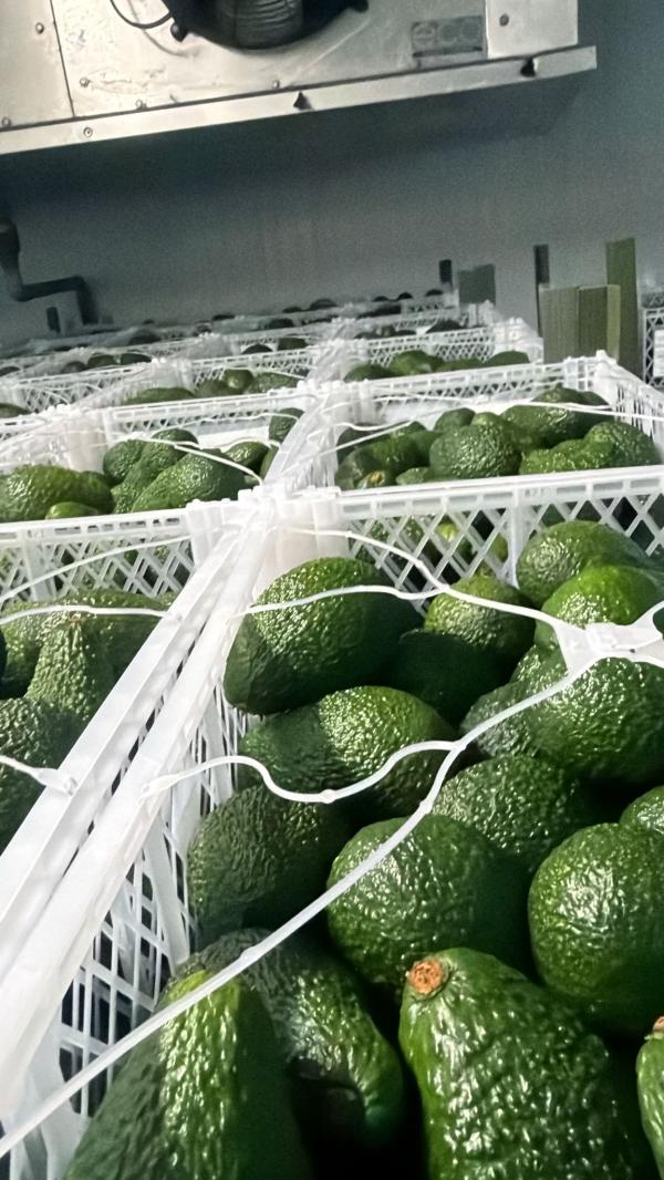  Avocats Hass Du Maroc - fruits et légumes avocats hass du maroc disponibles. exportation possible en europe moyen orient les am&eacute;riques certificats disponibles &eacute;galement 