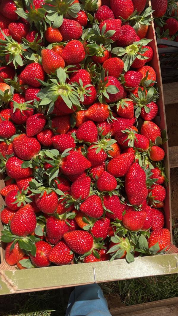  Fruits Rouges Du Maroc - fruits et légumes fraises framboises et myrtilles du maroc disponibles. exportation possible en europe moyen orient les am&eacute;riques certificats disponibles 