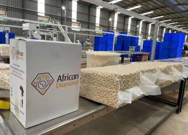  Usine De Transformation De Noix De Cajou - matériels machines nous proposons &agrave; la vente une unit&eacute; industrielle de transformation et de conditionnement de noix de cajou mise en service fin 2022 et ayant fonctionn&eacute; moins d’un an. l’ensemble est aujourd’hui en excellent &eacute;tat et imm&eacute;diatement op&eacute;rationnel. le site est 