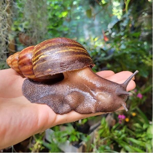  Escargots - coquillage crustacé nous sommes un groupe de femmes bais&eacute;es en c&ocirc;te d'ivoire et nous recherchons des acheteurs potentiels pour nos escargots bio non &eacute;lev&eacute; nos escargots proviennent de la nature et ont gard&eacute; leur fra&icirc;cheur leur go&ucirc;t et leur odeur naturelle.