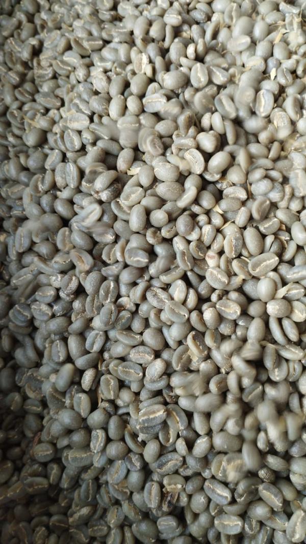  Café Vert Arabica - café cacao thé caf&eacute; de sp&eacute;cialit&eacute; naturel qui pousse sans engrais ni pesticides enti&egrave;rement travaill&eacute; et s&eacute;lectionn&eacute; a la main. je l'ach&egrave;te directement &agrave; mon ami producteur et exportateur. pas d'interm&eacute;diaires je suis importateur. vendu a pri
