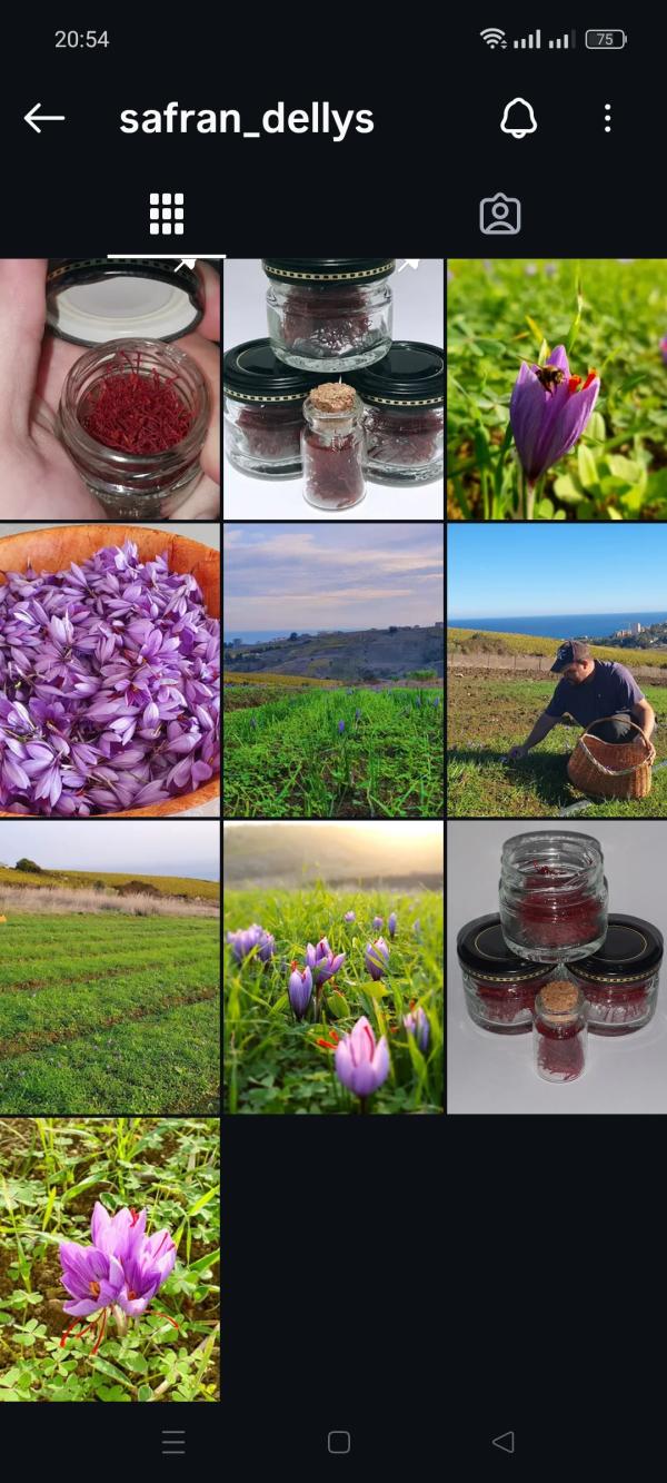  Safran - épices aromates  je suis producteur de safran artisanal en algerie je cherche a vendre mon produit precieux de qualite superieur cat&eacute;gorie ( analyses faites en france a sai chimie marseille) cultive avec soins dans des conditions biologiques ( sans pesticides et herbicides ect) . je cherche des cl