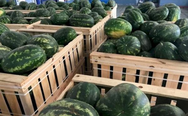  Pasteque Maroc Vendre - fruits et légumes  nous proposons des past&egrave;que d'origine zagoura maroc pret a l'export nous avons tous les document phytosanitaire 