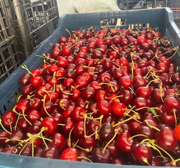  Cerise Maroc Vendre - fruits et légumes  nous sommes ravis de vous annonce que la saison des cerise au maroc et commen&ccedil;ais au agadir maroc.