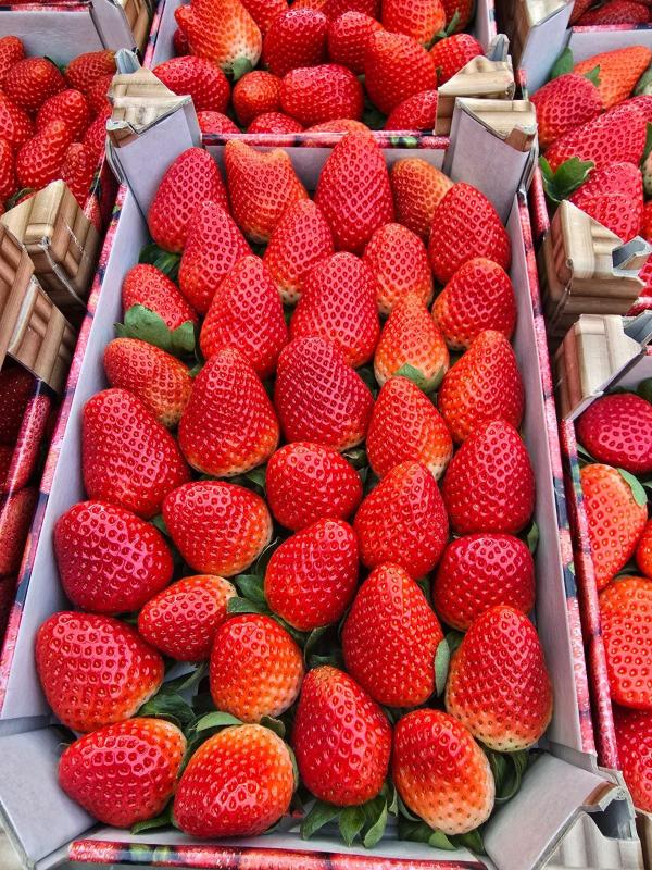  Fraise En Barquette - fruits et légumes  nous avons des fraise frais en barquette de variete fortuna cireine sicilia barquette en carton de 3kg.