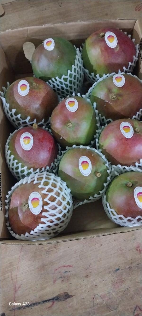  Mangue Fraiche Kent Disponible Pour Vous - fruits et légumes nous sommes une coop&eacute;rative de r&eacute;colte et de vente de mangues bio kent bas&eacute;e en cote d’ivoire . nous disposons de meilleurs vergers et de mangues de qualit&eacute;s r&eacute;pondants aux standards internationaux. pour cette campagne 2025/2026 nous sommes disponibles pour vous