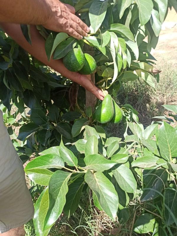  380 Hct Sableuse - mine terrain concession je met en vente un terrain vaste sableneux avec 85 hectare avocatier d&eacute;j&agrave; cultiv&eacute; plus de 6 ans r&eacute;gion larache une proposition a ne pas d'info ou mon watsup merci
