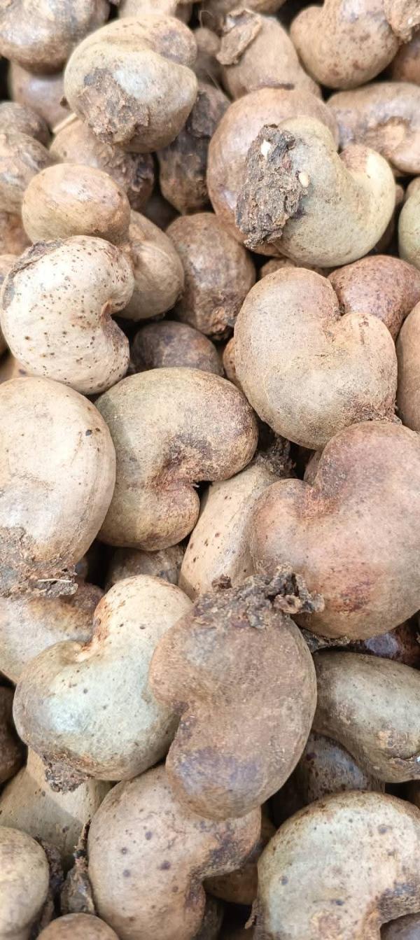  Noix De Cajou - fruits secs et graines grillées  je suis &agrave; la recherche des partenaires pour la vente de mon produit brut de noix d'accajous sur une surface de 20 hectares de champs. bonne opportunit&eacute;s pour les revendeurs. je suis au sud du s&eacute;n&eacute;gal.. terrain familial pas d'interm&eacute;diaire.. contact&eacute; 