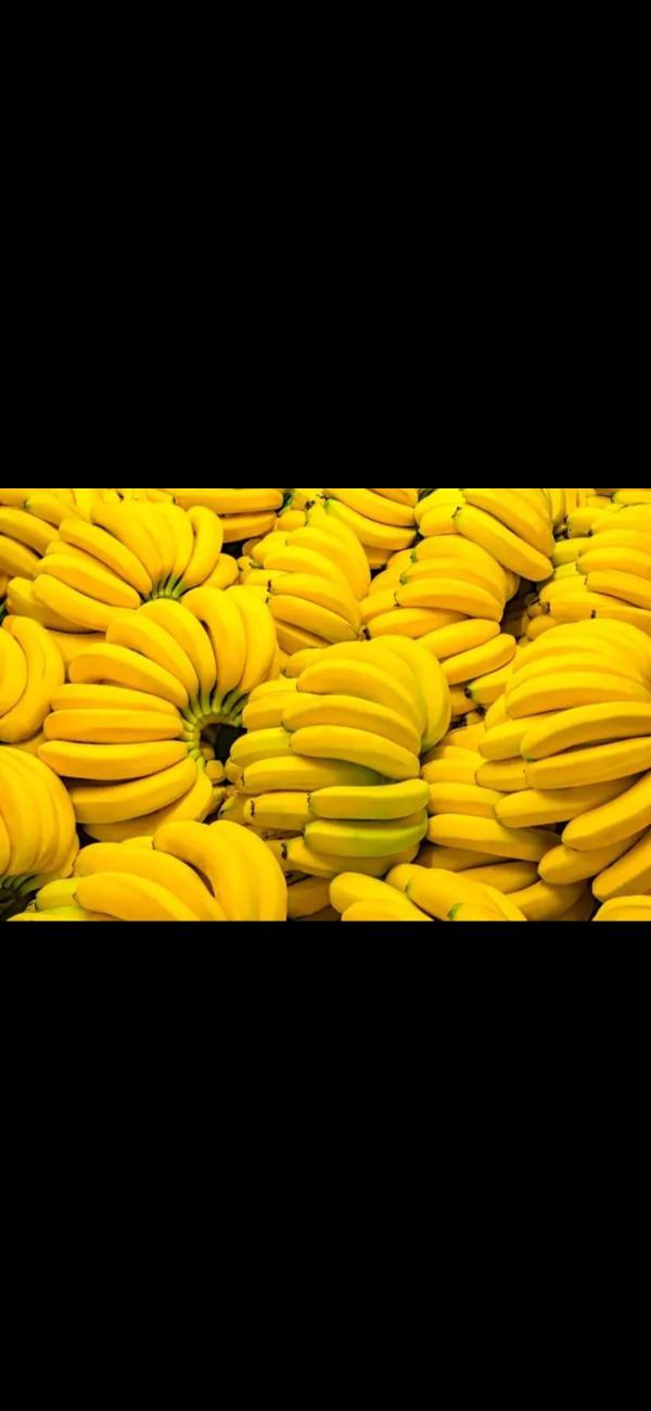  Bananes Cavendish - fruits et légumes bananes cavendish pour toute personne int&eacute;ress&eacute;e envoyer moi &agrave; votre lettre d'intention d'achat pour avancer et concr&eacute;tiser notre collaboration future je vous remercie &agrave; propos de ce produit pack de 18 kg classe a premium 12 18 r&eacute;gimes sonore et dodu