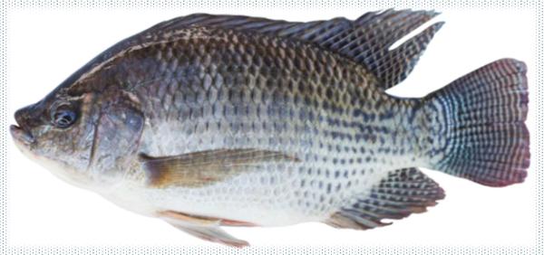  Poissons Tilapia - poissons poissons tilapia nous pouvons vous fournir du tilapia. nous cherchons des partenaires pour la mise en place d'un r&eacute;seau de distribution de poissons sur le plan international. ci dessous les poissons que nous vous proposons . 01. poisson tilapia 02. poisson maquereau 03. poisson