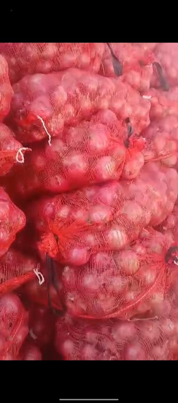  Désignation Oignon Rouge De Qualité Supérie - fruits et légumes nous vendons un lot exceptionnel d'oignons rouges soigneusement s&eacute;lectionn&eacute;s pour leur fermet&eacute; et leur excellente aptitude &agrave; la conservation. ​qualit&eacute; visuelle bulbes de couleur pourpre intense peau bien s&egrave;che et brillante. ​calibre homog&egrave;ne id&eac
