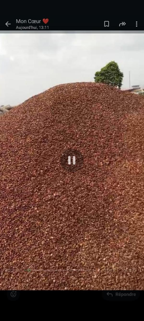  Coque De Cacao - café cacao thé nous vendons une grande quantit&eacute; de coque de cacao . un produit de qualit&eacute; pour vos besoins. quelque soit la quantit&eacute; nous vous fournissons. nous pouvons signer un contrat pour faire une livraison r&eacute;guli&egrave;re. nous vous fournissons en fob ou en cif