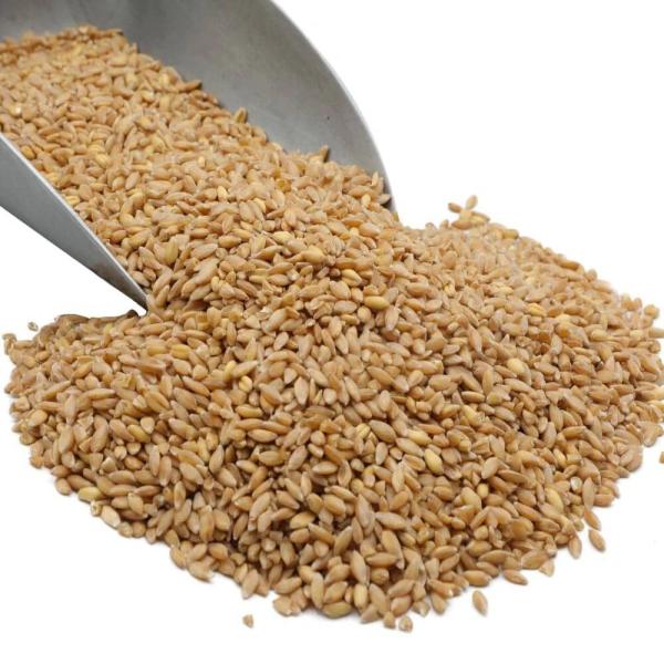  Grain De Blé - patisserie nous sommes fournisseurs en gros de bl&eacute; de premi&egrave;re qualit&eacute; de farine de bl&eacute; de son de bl&eacute; de farine de riz de bl&eacute; blanc pour le pain et autres produits et nous recherchons des acheteurs du monde entier qui ont besoin de nous contacter pour plus de d&ea