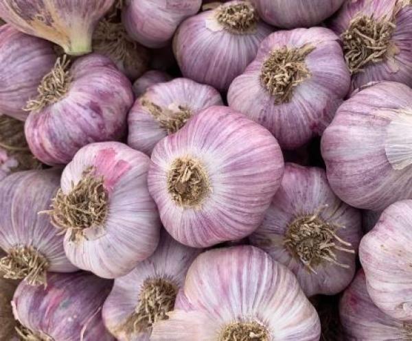  Ail Rouge 25 Kilogrammes Origine Tunisie - fruits et légumes ; nous mettons &agrave; votre disposition un ail rouge de qualit&eacute; sup&eacute;rieure soigneusement s&eacute;lectionn&eacute; issu de la r&eacute;colte r&eacute;cente campagne 2025/2026. caract&eacute;ristiques du produit origine tunisie calibre 5 et 6 qualit&eacute;