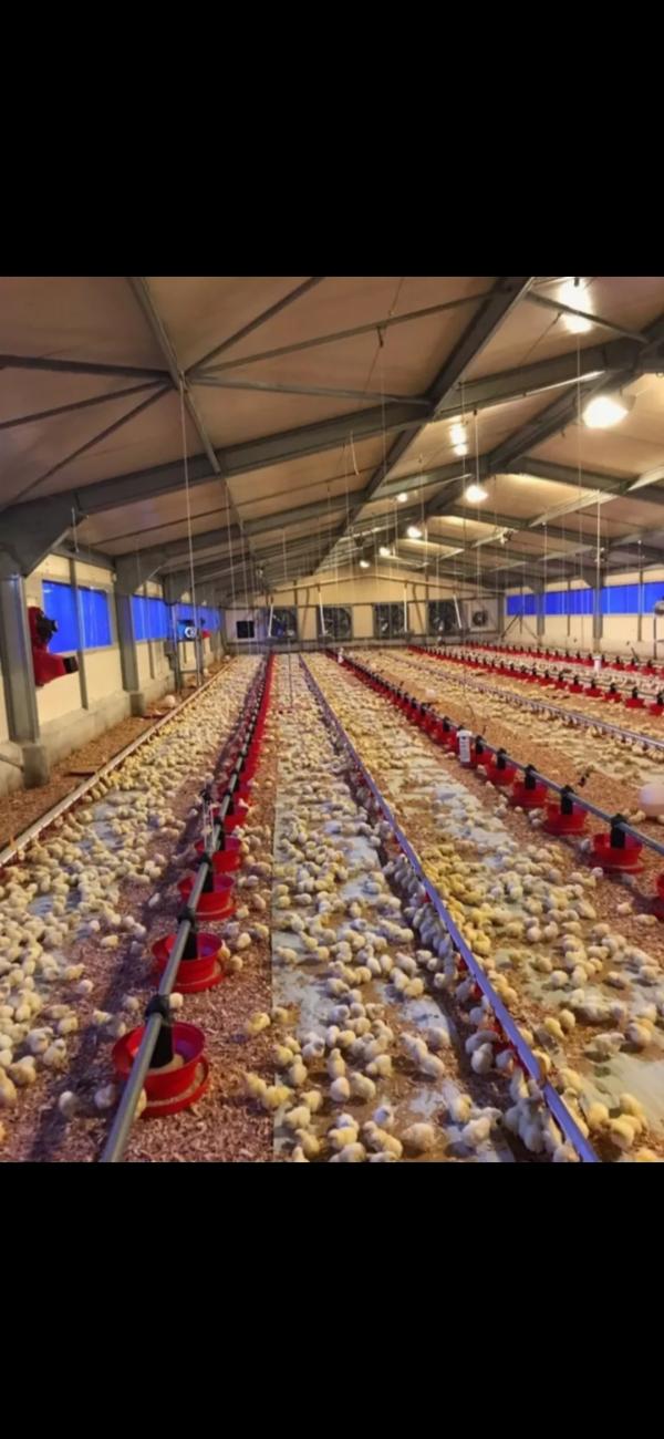  Cobb500 Et Ros308 - viandes et oeufs  en grande quantit&eacute; avec livraison envoyez moi votre lettre d'intention d'achat pour avancer et concr&eacute;tiser notre collaboration future le poussin cobb 500 est le plus efficace du monde avec la conversion d’alimentation la plus basse. il a le meilleur taux de croissance et une ca