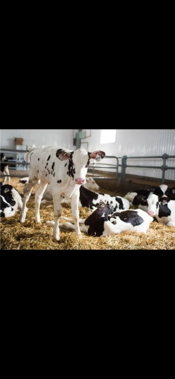  Le Bétail - animaux vivants  je peux vous fournir en grande quantit&eacute; nos veaux sont de races charolaise limousine crois&eacute;e simmental angus de tr&egrave;s bonne qualit&eacute; et nous faisons la livraison et le minimum de commande et de 300 tetes et pour avancer et concr&eacute;tiser notre collaboratio