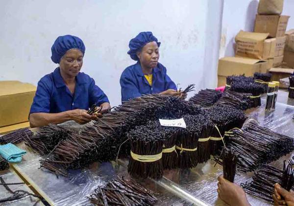  Vanille - épices aromates nous proposons de la vanille bourbon de madagascar de haute qualit&eacute; soigneusement pr&eacute;par&eacute;e selon les m&eacute;thodes traditionnelles. produit 100% naturel qualit&eacute; constante r&eacute;ponse rapide aux clients. qualit&eacute; gourmet / tk (selon disponibilit&eacute