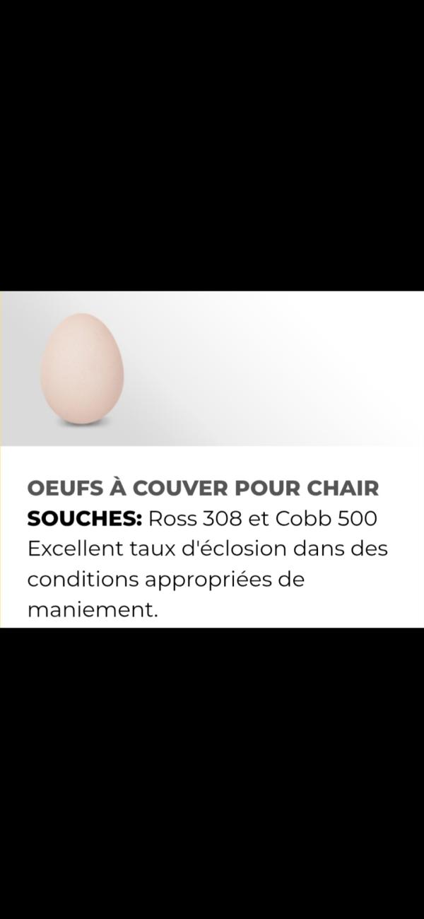  Oeufs Couver Pour Chair Ross 308 Cobb500 - viandes et oeufs  je vous proposer en grande quantit&eacute; oeufs &agrave; couver pour chair souches ross 308 et cobb 500 excellent taux d'&eacute;closion dans des conditions appropri&eacute;es de maniement pour avancer et concr&eacute;tiser notre collaboration future envoyer moi votre lettre d'intention 