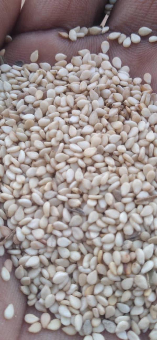  Sésame Blanc Disponible - fruits secs et graines grillées nous disposons de 600 tonnes de graines de s&eacute;same blanc et du mixte vous etes int&eacute;ress&eacute; veuillez nous &eacute;crire 