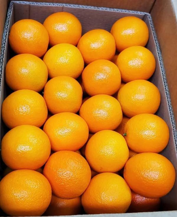  Oranges Direct Producteur Maroc - fruits et légumes orange haute qualit&eacute; conformes aux normes d’exportation de l’union europ&eacute;enne et de plusieurs autres march&eacute;s internationaux. gr&acirc;ce &agrave; un contr&ocirc;le qualit&eacute; rigoureux des techniques modernes et une logistique fiable nous garantissons des produits tra&cced