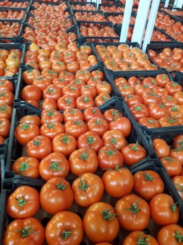  Tomates Du Maroc - fruits et légumes tomates s&eacute;lectionn&eacute;es pour leur saveur leur fra&icirc;cheur et leur bonne tenue au transport destin&eacute;es au march&eacute; local et &agrave; l’export. conformes aux exigences export avec qualit&eacute; r&eacute;guli&egrave;re et calibres homog&egrave;nes. volumes disponibles