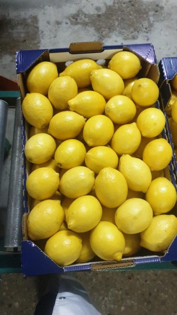  Citron Du Maroc - fruits et légumes citrons soigneusement s&eacute;lectionn&eacute;s caract&eacute;ris&eacute;s par une forte teneur en jus une peau r&eacute;guli&egrave;re et une excellente conservation destin&eacute;s au march&eacute; local et aux exp&eacute;ditions vers l’europe. culture suivie et contr&ocirc;l&eacute;e gara