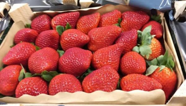  Fraises Fraîches - fruits et légumes fraises fra&icirc;ches et parfum&eacute;es cueillies avec soin pour pr&eacute;server go&ucirc;t et tenue destin&eacute;es au march&eacute; local et &agrave; l’export. qualit&eacute; constante calibres r&eacute;guliers et livraisons fiables. 