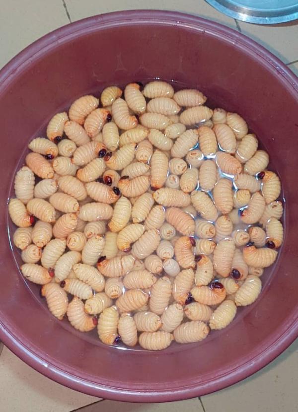  Caviar D'afrique - autres nous sommes une entreprise de production et de commercialisation de prot&eacute;ines durables les insectes comestibles. nous produit propos&eacute; est le caviar d'afrique ( les chenilles de palmiers premium) car &eacute;lev&eacute; de fa&ccedil;on professionnelle et contr&ocirc;l&eacute; puis con