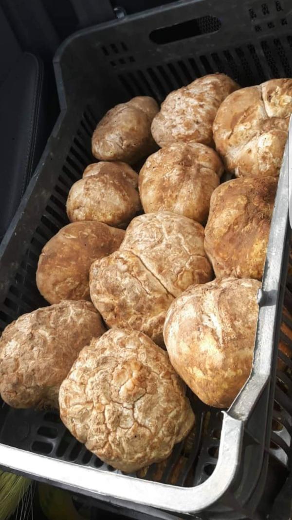  Truffes Fraîches Du Maroc - champignon levure truffes fra&icirc;ches du maoc de bonne qualit&eacute; disponible pour les clients au maroc ou &agrave; l'export. livraison possible en europe moyen orient usa canada 