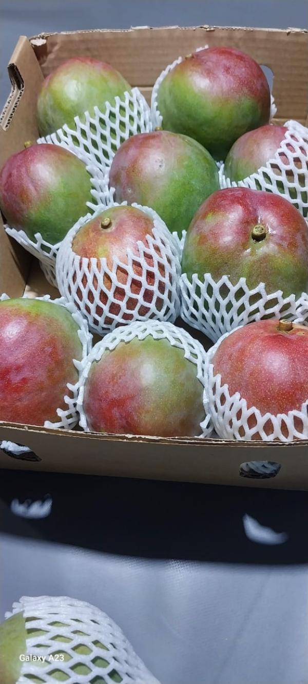  Mangue Fraiche Kent Disponible Pour Vous - fruits et légumes nous sommes une coop&eacute;rative de r&eacute;colte et de vente de mangues bio kent bas&eacute;e en cote d ivoire . nous disposons de meilleurs vergers et de mangues de qualit&eacute;s r&eacute;pondants aux standards internationaux. pour cette campagne 2025/2026 nous sommes disponibles pour vous 
