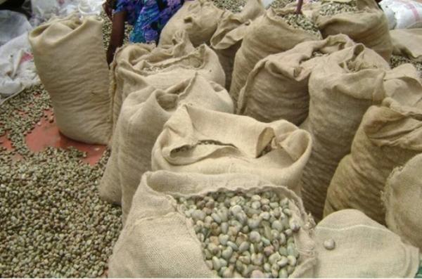  Noix Acajou - fruits secs et graines grillées exportateur direct guin&eacute;e conakry propose noix de cajou brutes rcn 2026. sp&eacute;cifications origine r&eacute;publique de guin&eacute;e grade rcn kor 50 lbs / 22.68 kg outturn estim&eacute; 25 26% humidit&eacute; 8% maximum d&eacute;fauts 10% maximum calibre noix/kg traitement fumigation ph