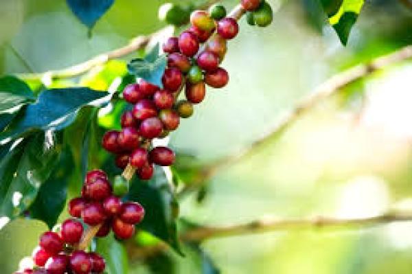  Nous Investirons Dans Vos Projet - semence graine plant nous sommes un groupe.. sp&eacute;cialis&eacute;s dans le financement des produits agricoles. nous proposons du caf&eacute; de tr&egrave;s bonne qualit&eacute; et d'autres produits agricoles avec le financement de nos activit&eacute;s agricoles. si vous avez besoin de financement ou pour vos diff