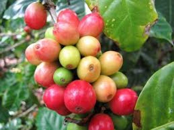  Nous Investirons Dans Vos Projet Agricoles - Investissement capitaux nous sommes un groupe.. sp&eacute;cialis&eacute;s dans le financement des produits agricoles. nous proposons du caf&eacute; de tr&egrave;s bonne qualit&eacute; et d'autres produits agricoles avec le financement de nos activit&eacute;s agricoles. si vous avez besoin de financement ou pour vos diff