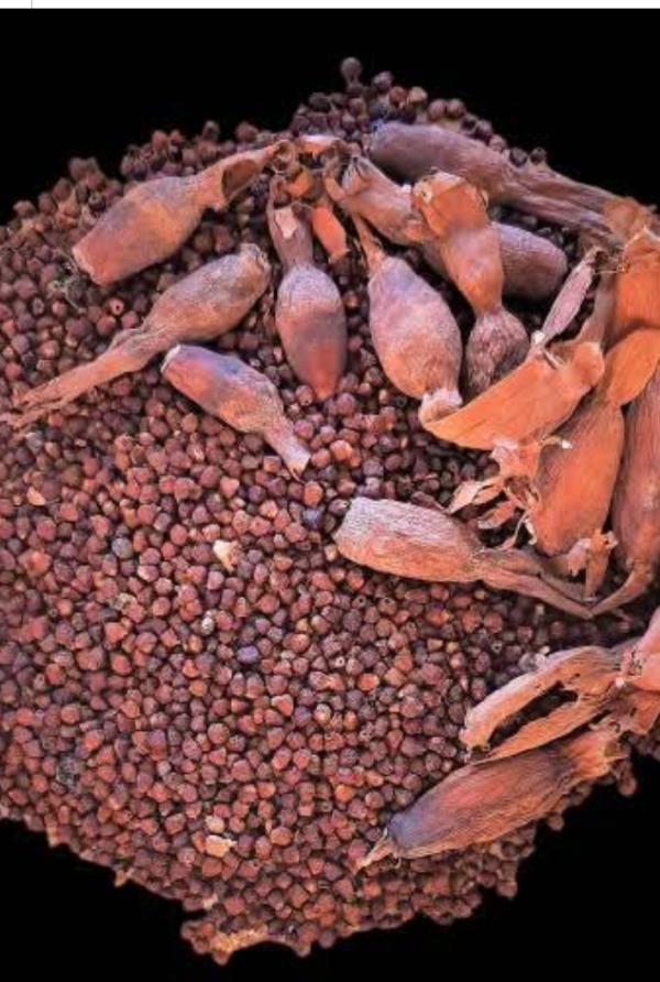  Piment De Guinée Maniguette) - épices aromates nous vendons du piment de guin&eacute;e une &eacute;pice qui se fait de plus en plus rare. mais nous avons une bonne quantit&eacute; disponible. le prix est &eacute;quivalent &agrave; sa raret&eacute; actuelle. 
