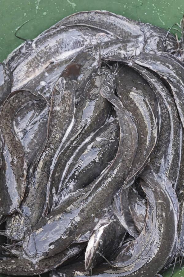  Silure Frais Ou Silure Fumé - poissons silure (poisson chat) frais directement issue des eaux de la ferme &agrave; la chair tendre et juteuse parfait pour grillades bouillons ou recettes familiales. nous fumons aussi le silure sur commande. c'est soigneusement fum&eacute; selon une m&eacute;thode traditionnelle offrant une chair fer