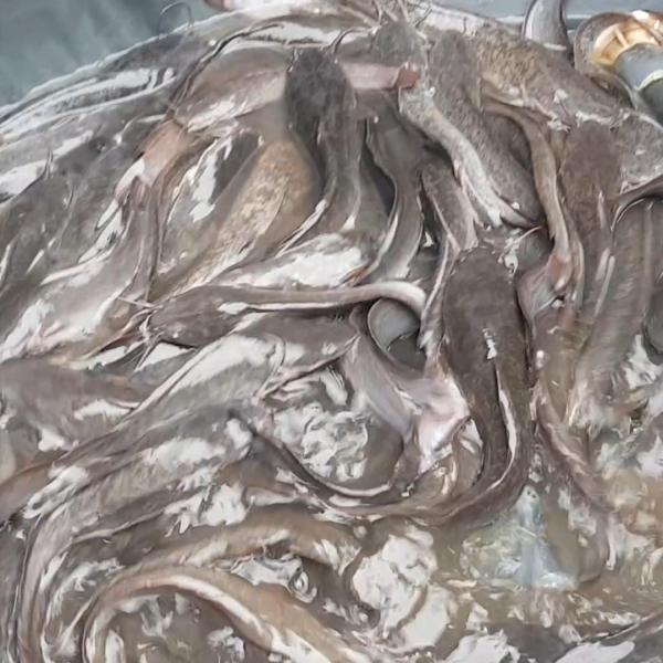  Poisson-chat Frais En Gros Douala - poissons vous etes un restaurant ou grossiste? on veut travailler avec vous si vous souhaitez passer des commandes r&eacute;guli&egrave;res de silure (poisson chat) frais que ce soit chaque jour chaque semaine ou chaque mois ou des grosses commandes ponctuelles. qualit&eacute; premium prix de gr