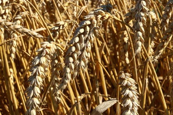  Blé Wheat - céréales nous pouvons fournir du bl&eacute; d'origine de russie en grande quantit&eacute; cif et fob loi du client pour lui donner une tarification pr&eacute;cise (pas de loi perte de temps) we can supply wheat origin from russia in large quantities cif and fob loi of the buyer to give him precise pri